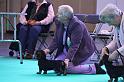 Crufts_dachshunds 001